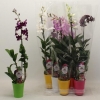 Dendrobium Mixta, 65 cm